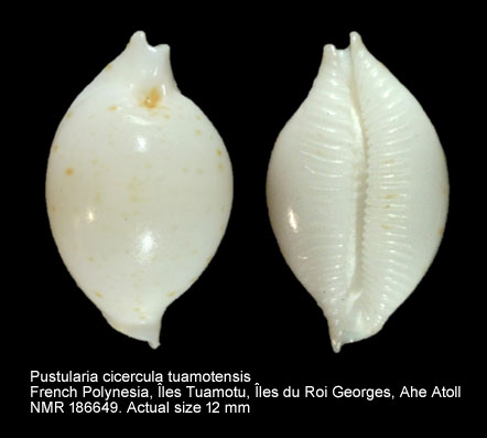 Pustularia cicercula tuamotensis.jpg - Pustularia cicercula tuamotensis Lorenz,1999